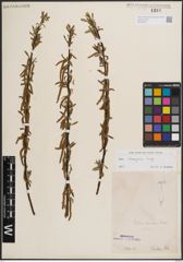 Foto von Salix eleagnos Scop.